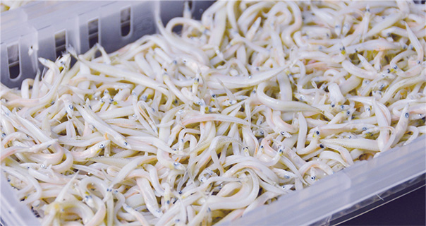 いかなご釜揚げ（新子）